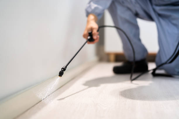 Best Flea Control Services  in Monongah, WV