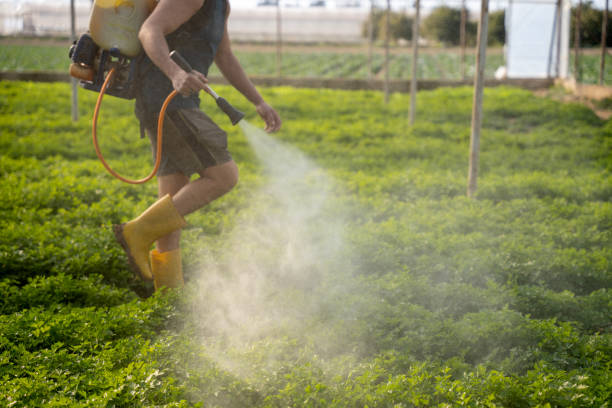 Best Ant Control Services  in Monongah, WV