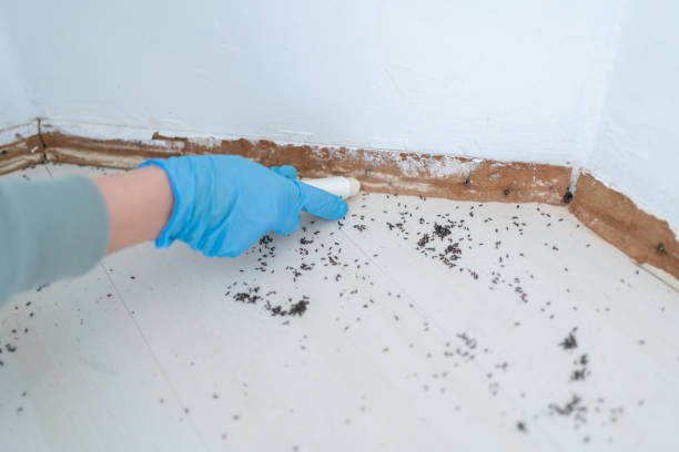 Best Cockroach Control Services  in Monongah, WV